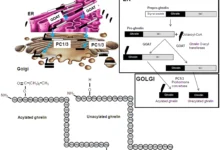 Ghrelin