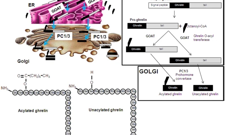 Ghrelin